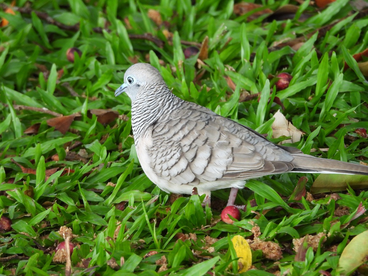 Peaceful Dove - ML643868445