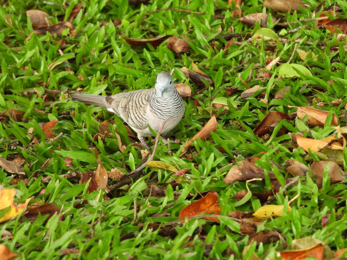 Peaceful Dove - ML643868447
