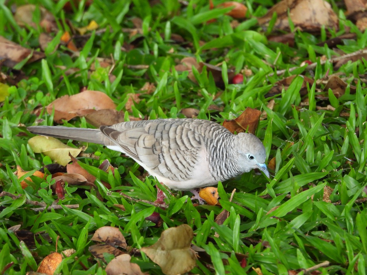 Peaceful Dove - ML643868449