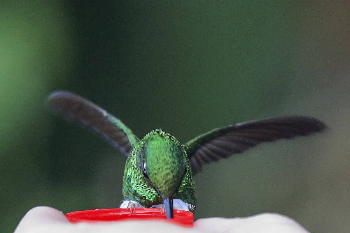 White-booted Racket-tail - ML643868450