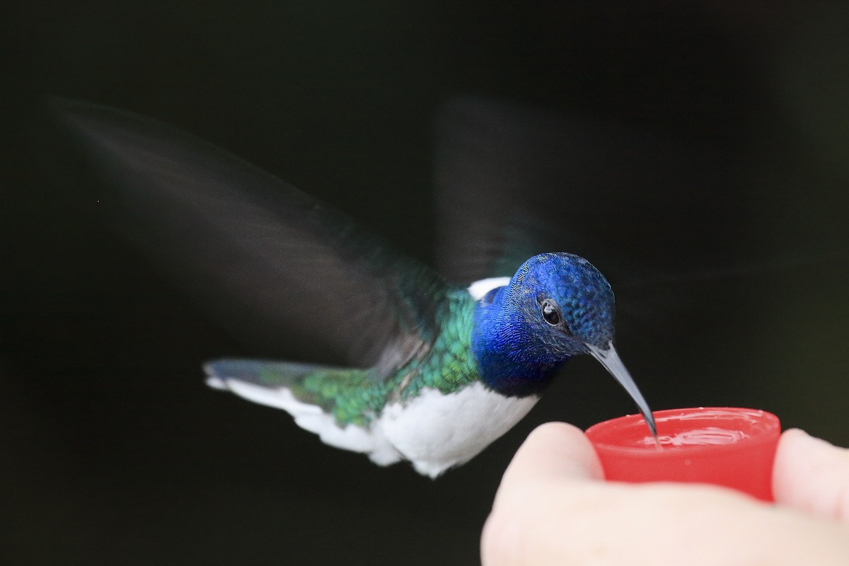 White-necked Jacobin - ML643868458