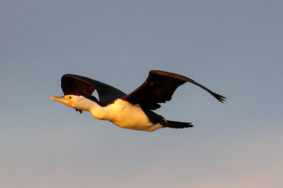 Little Pied Cormorant - ML643868464
