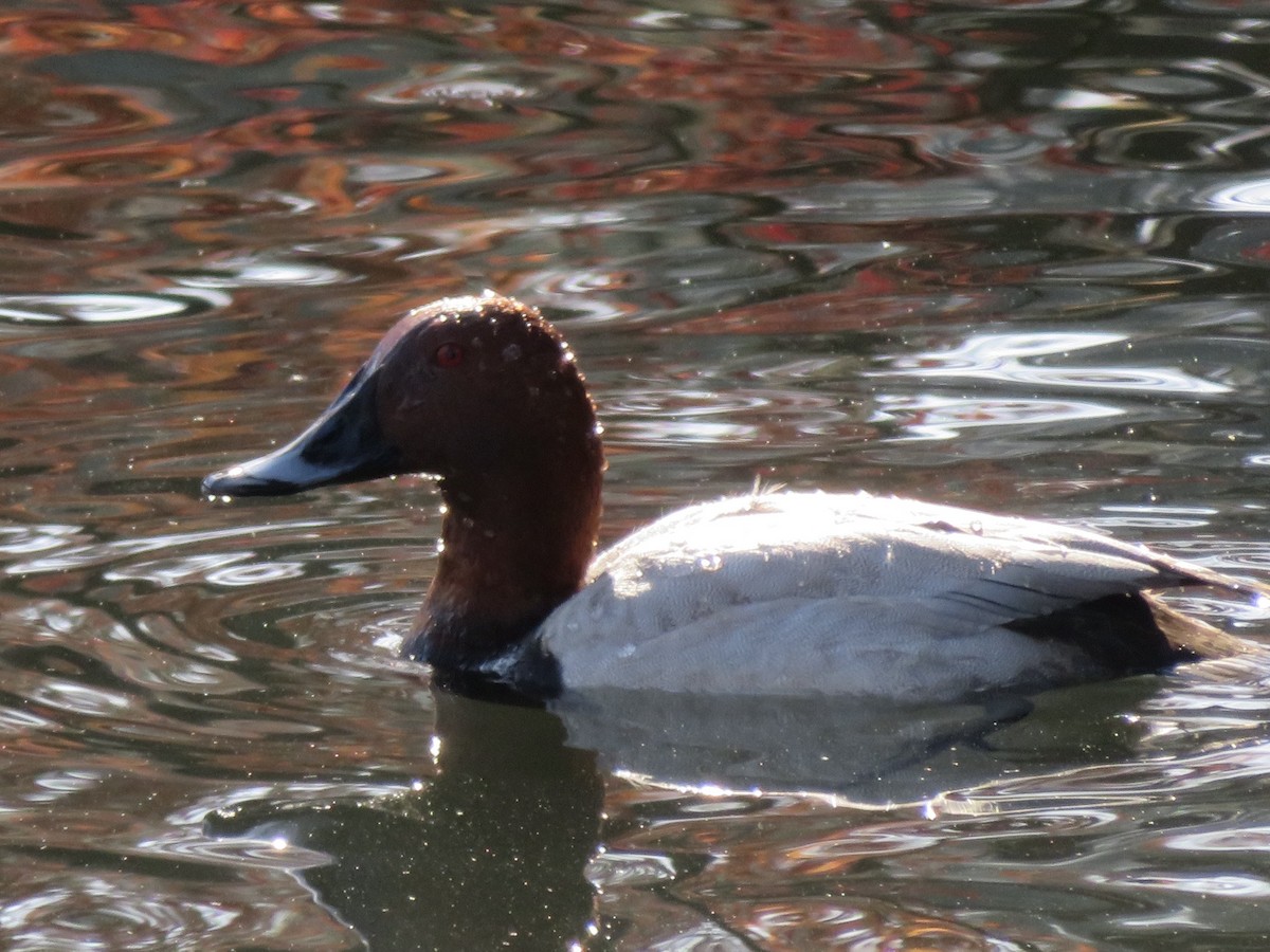 Common Pochard - ML643868471