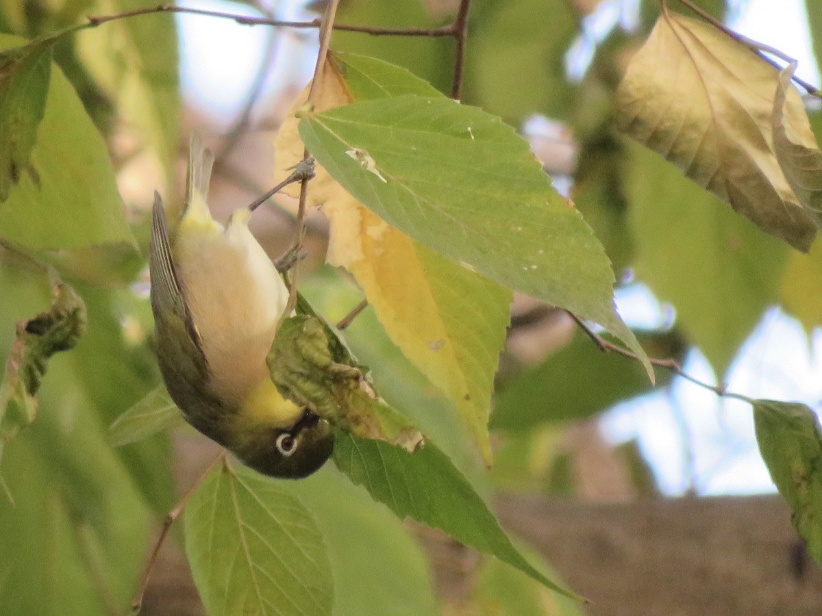 Warbling White-eye - ML643868488