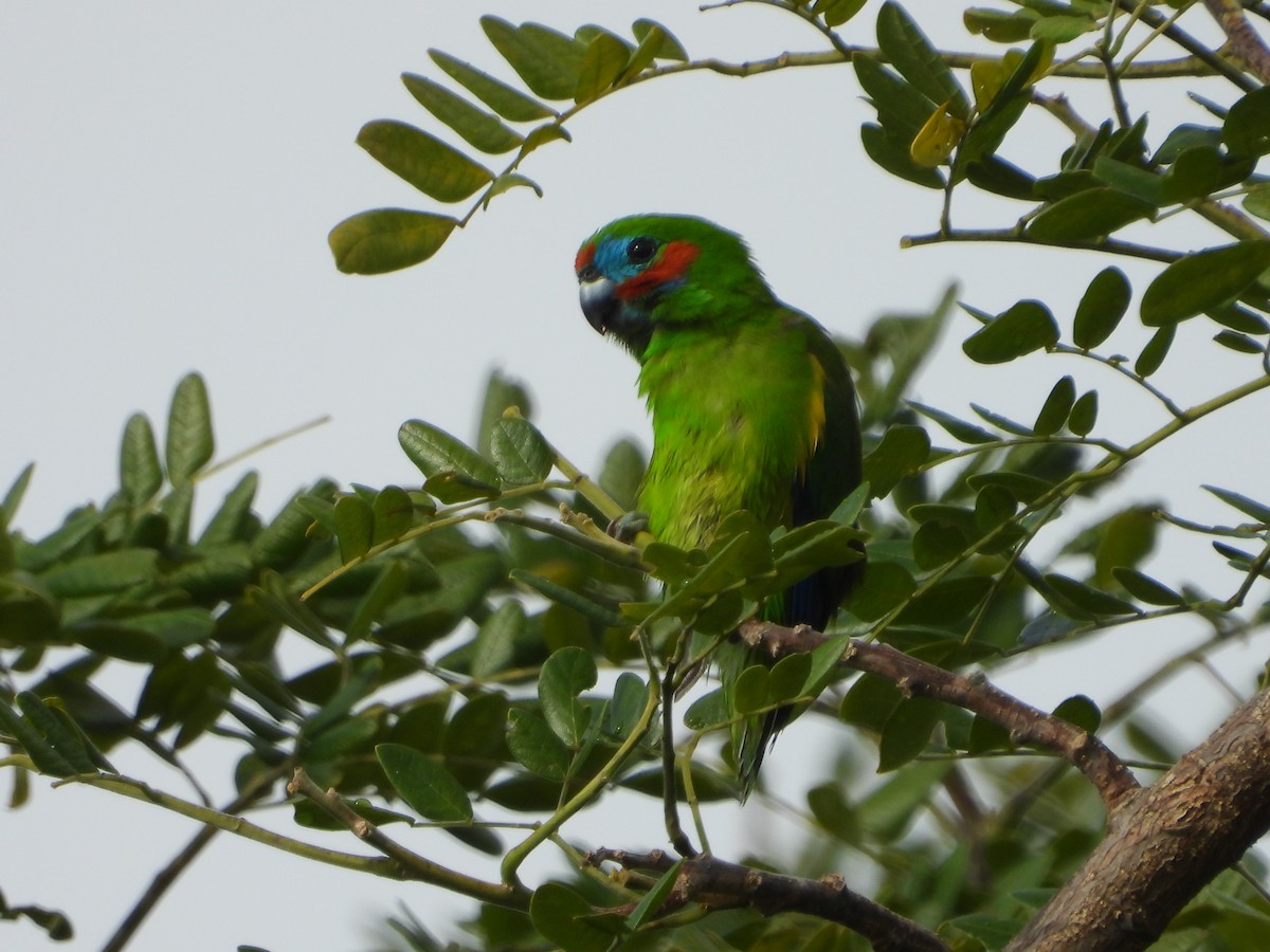 Double-eyed Fig-Parrot - ML643868503