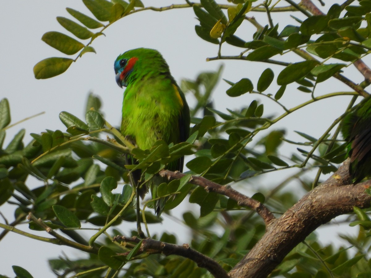Double-eyed Fig-Parrot - ML643868508