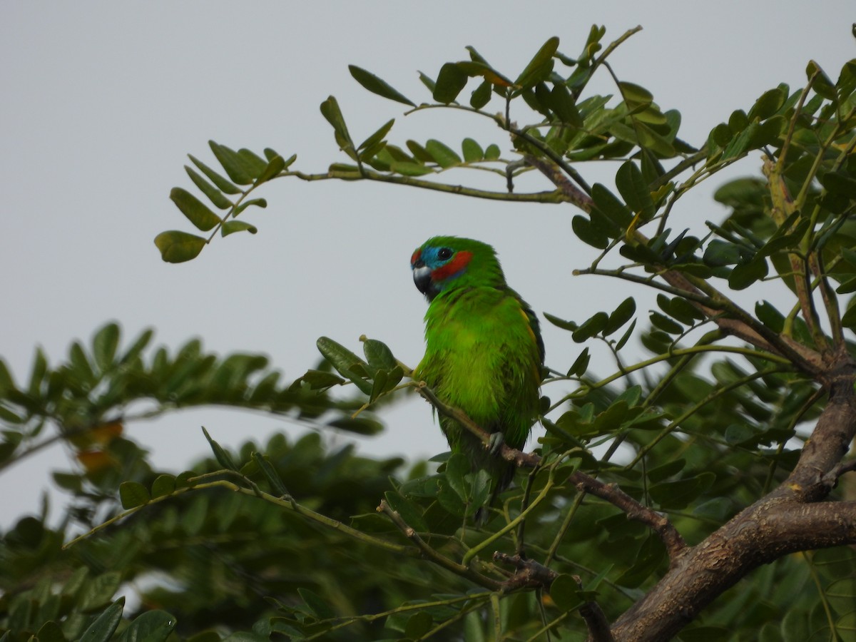 Double-eyed Fig-Parrot - ML643868513