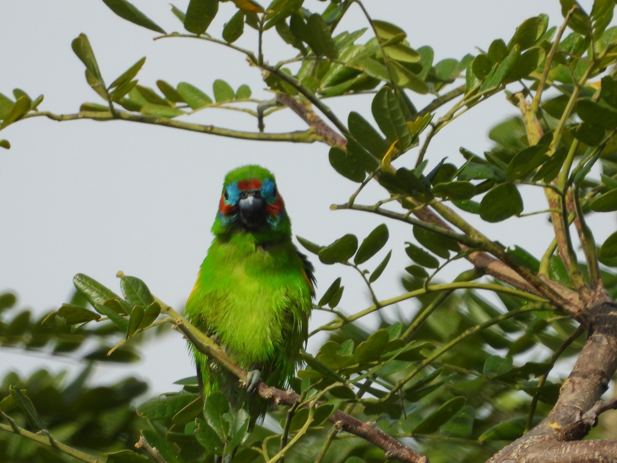 Double-eyed Fig-Parrot - ML643868516