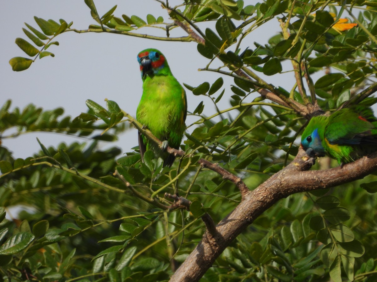 Double-eyed Fig-Parrot - ML643868525
