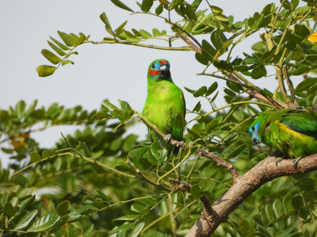 Double-eyed Fig-Parrot - ML643868527