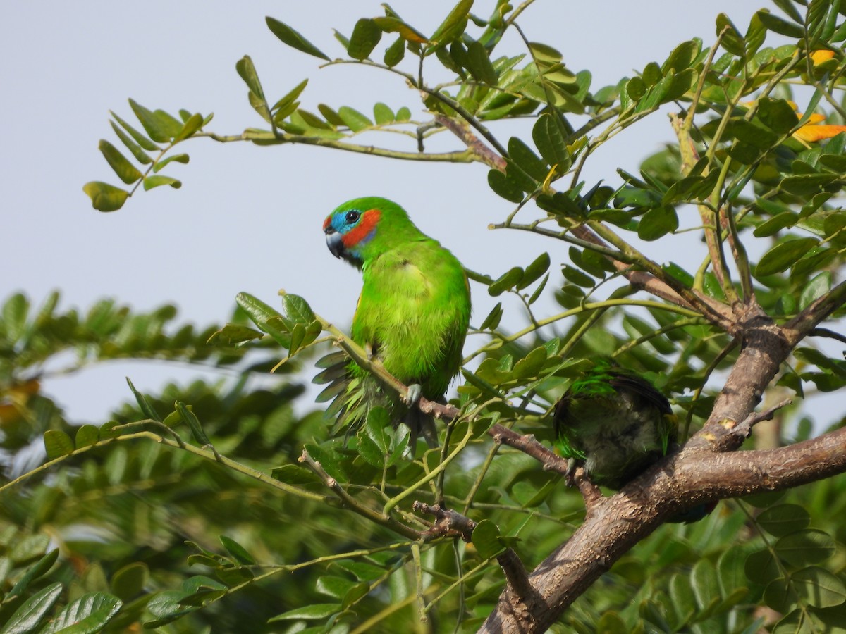 Double-eyed Fig-Parrot - ML643868528