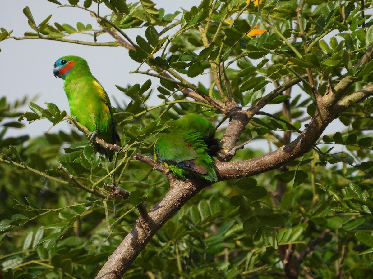 Double-eyed Fig-Parrot - ML643868534