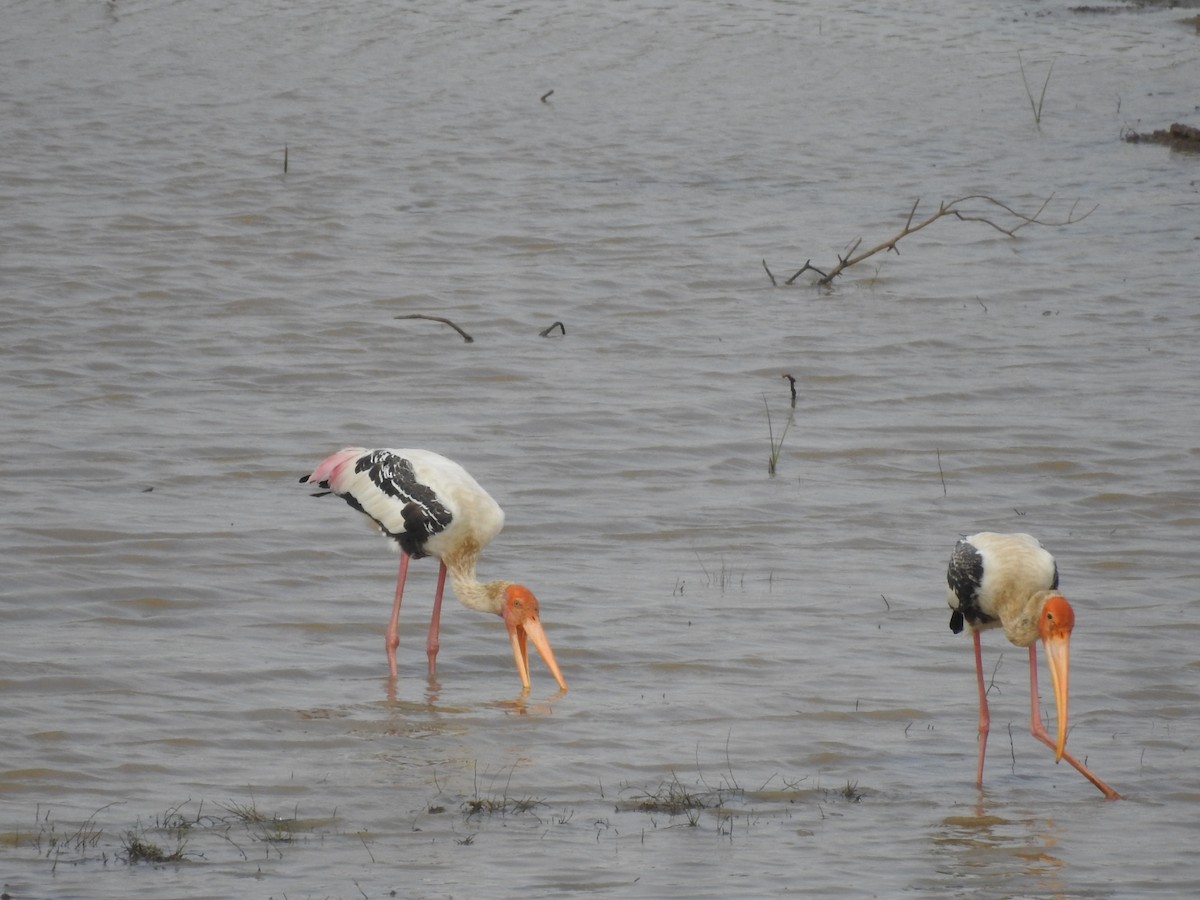 Painted Stork - ML643868535