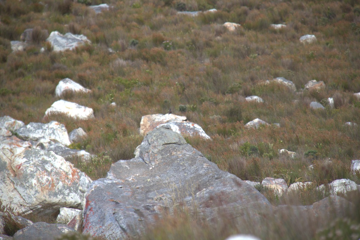 Cape Rockjumper - ML643868536