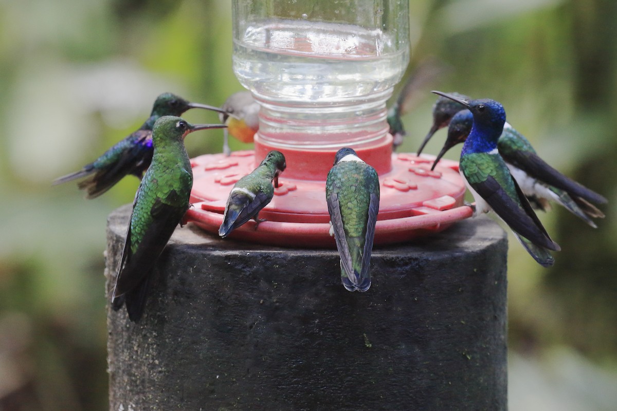 Green Thorntail - ML643868537