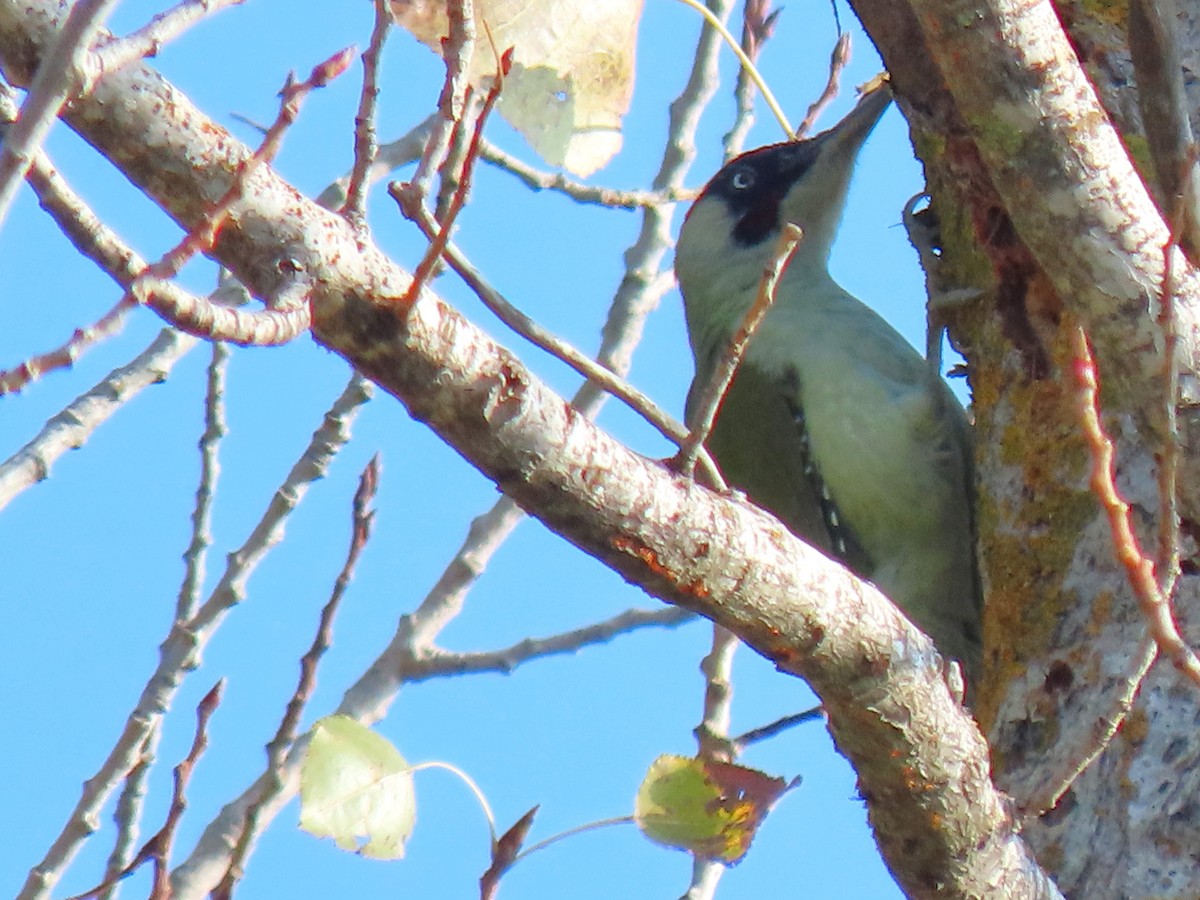 Eurasian Green Woodpecker - ML643868538