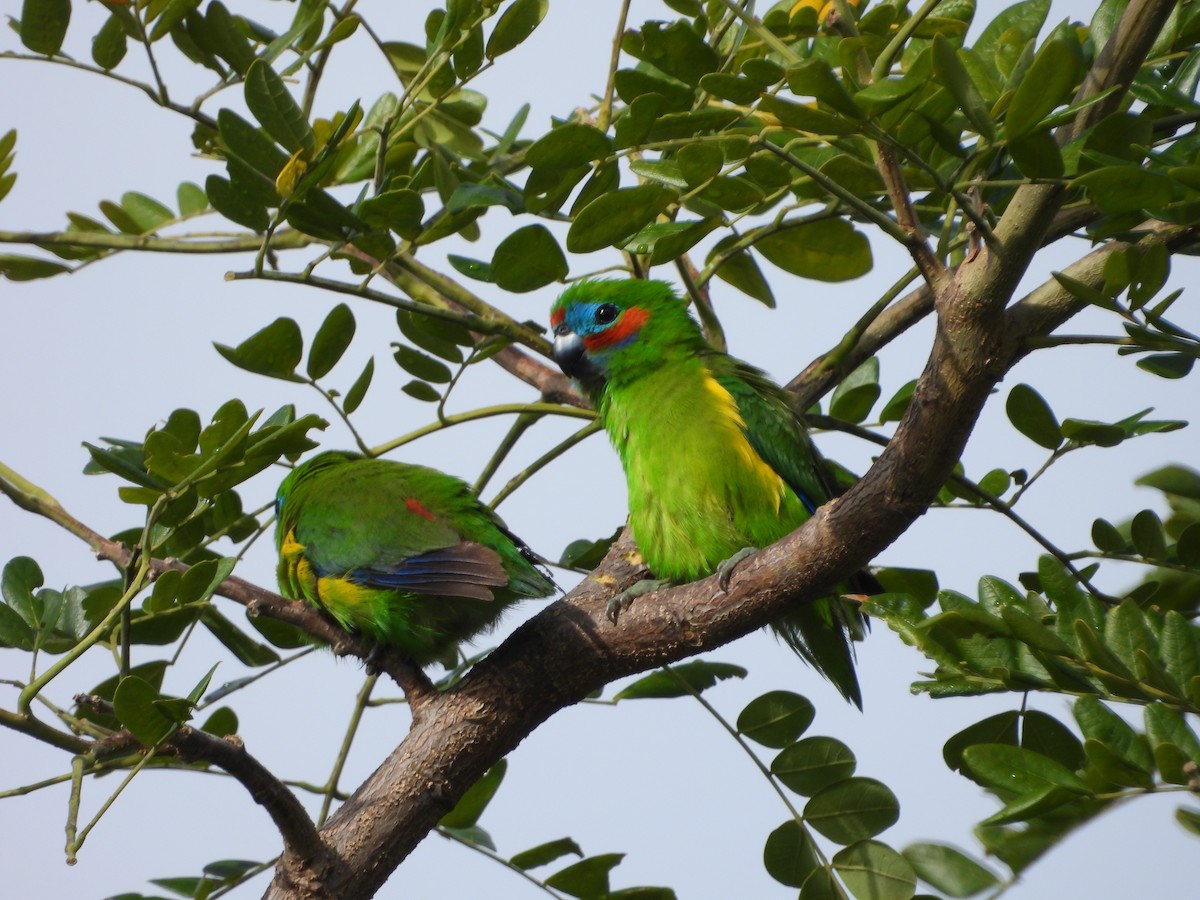 Double-eyed Fig-Parrot - ML643868539