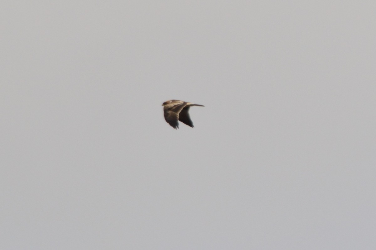 Booted Eagle - ML643868541