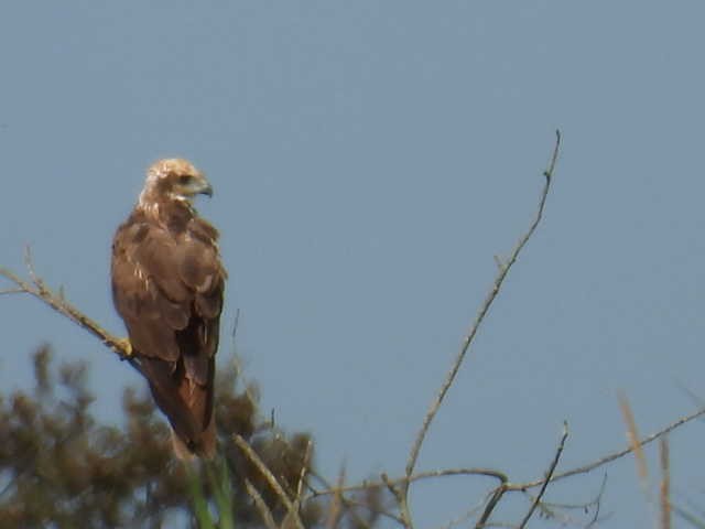 Western Marsh Harrier - ML643868542