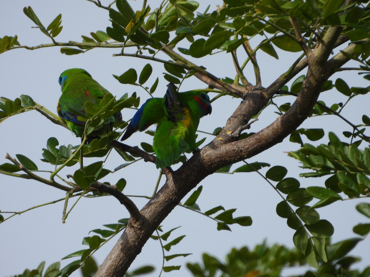 Double-eyed Fig-Parrot - ML643868543