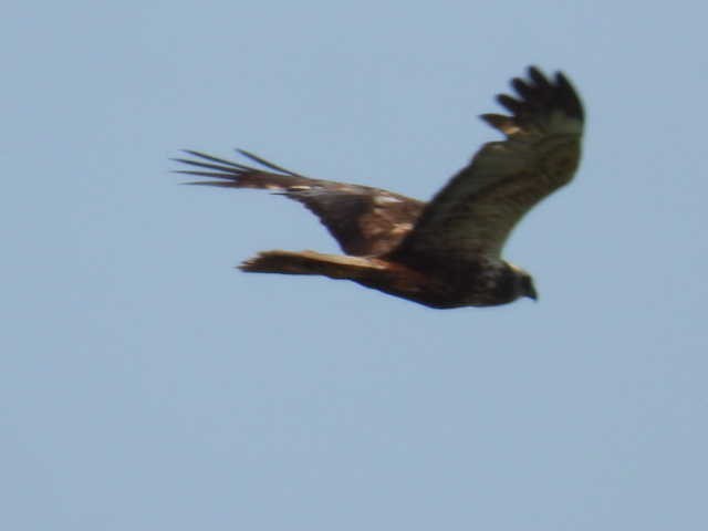 Western Marsh Harrier - ML643868544