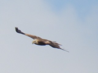 Western Marsh Harrier - ML643868545