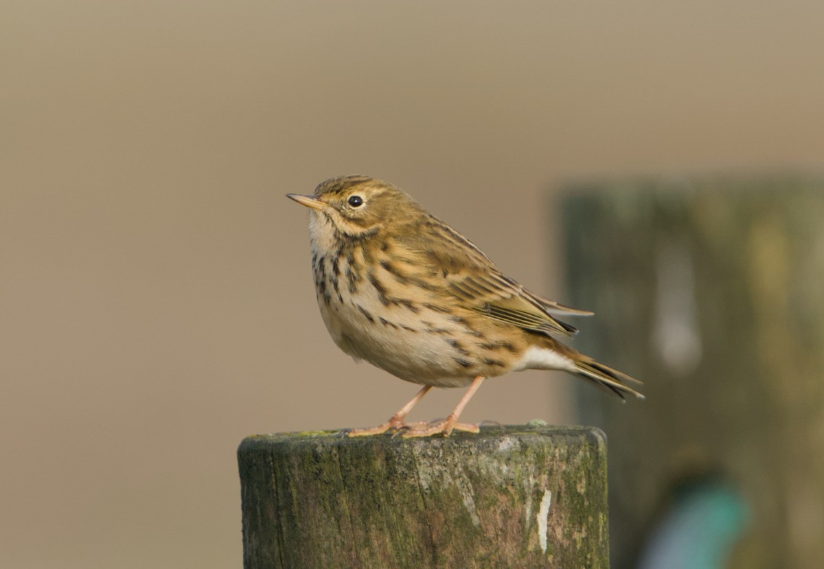 Meadow Pipit - ML643868546