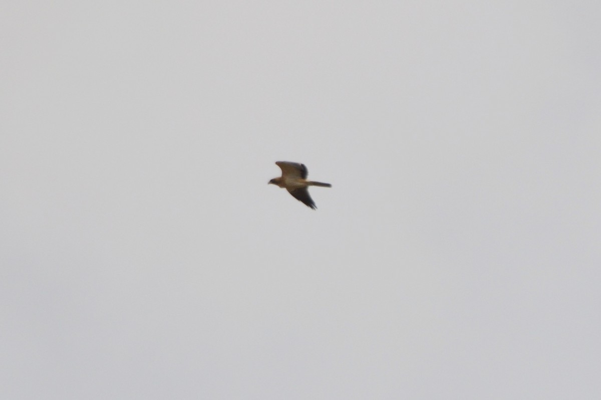 Booted Eagle - ML643868549