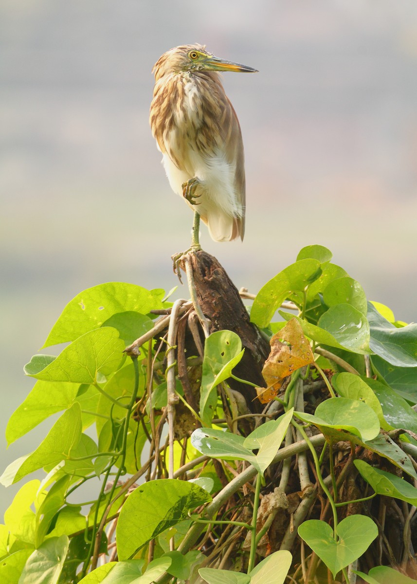 Indian Pond-Heron - ML643868550
