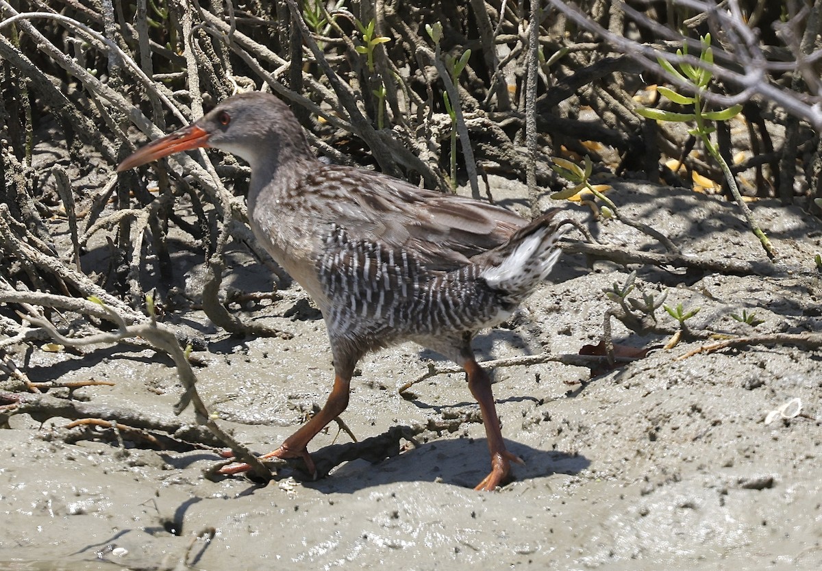 Mangrove Rail (Atlantic) - ML643868552