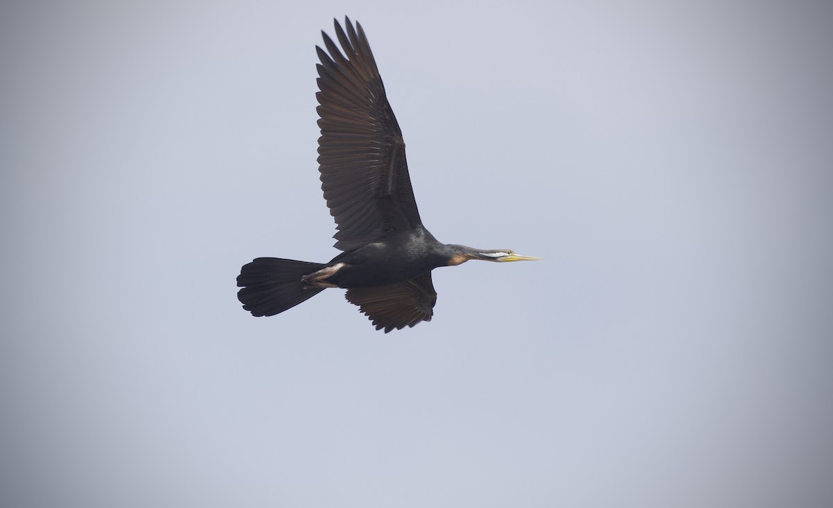 Australasian Darter - ML643868554