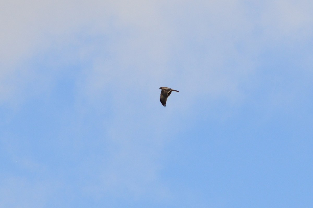 Booted Eagle - ML643868555