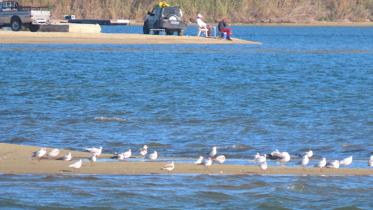 Mediterranean Gull - ML643868556