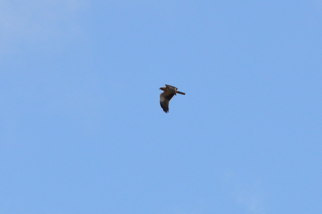 Booted Eagle - ML643868559