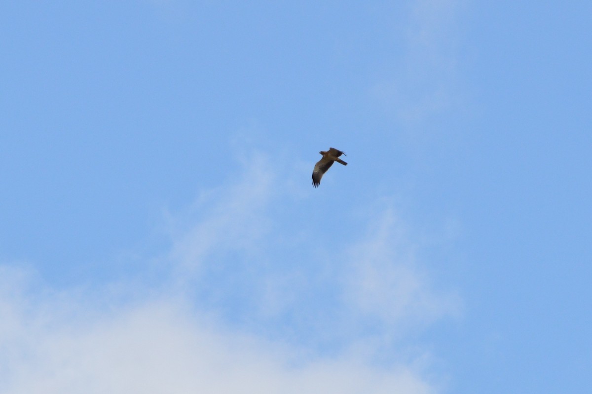 Booted Eagle - ML643868565