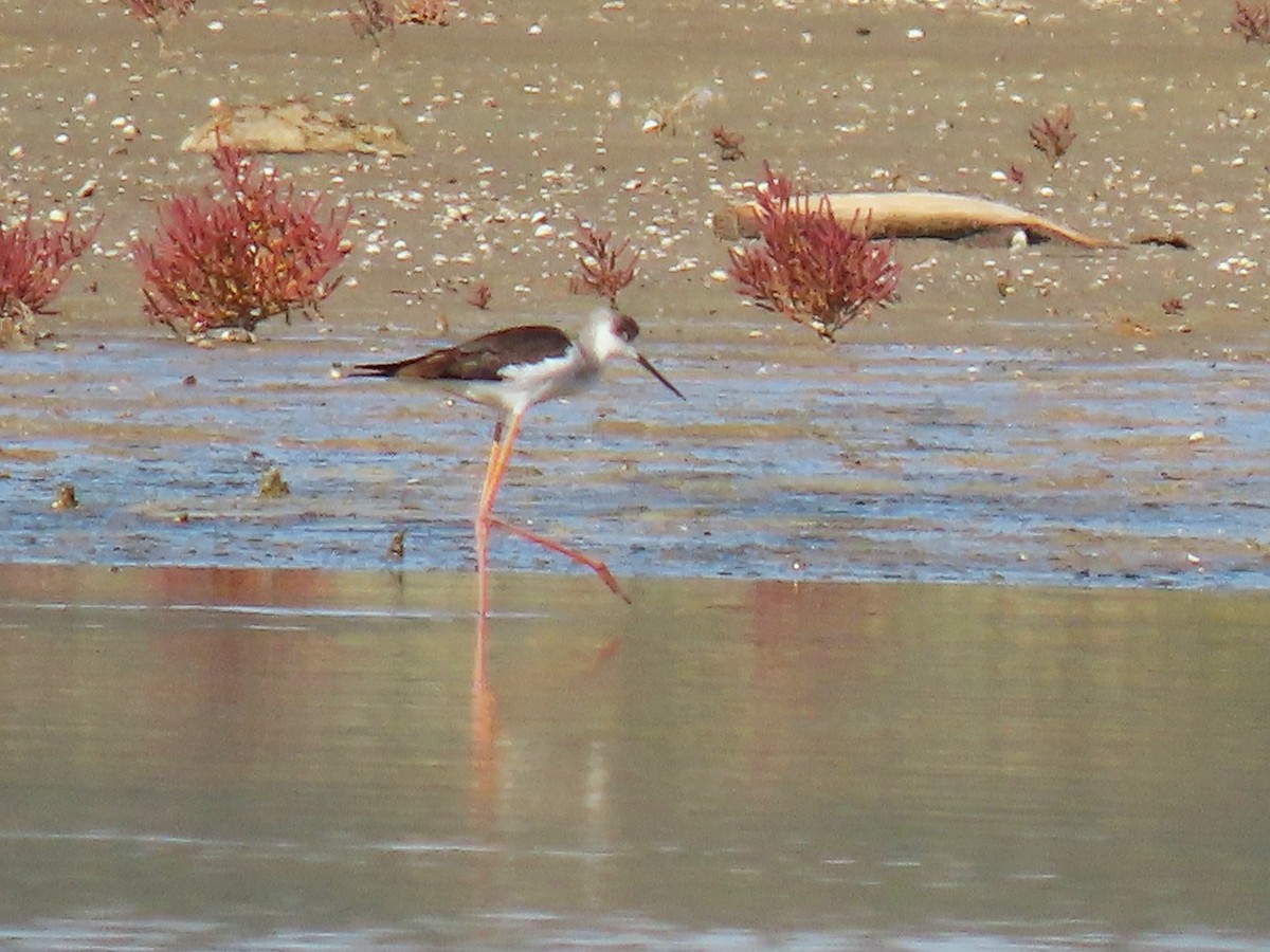 Black-winged Stilt - ML643868572
