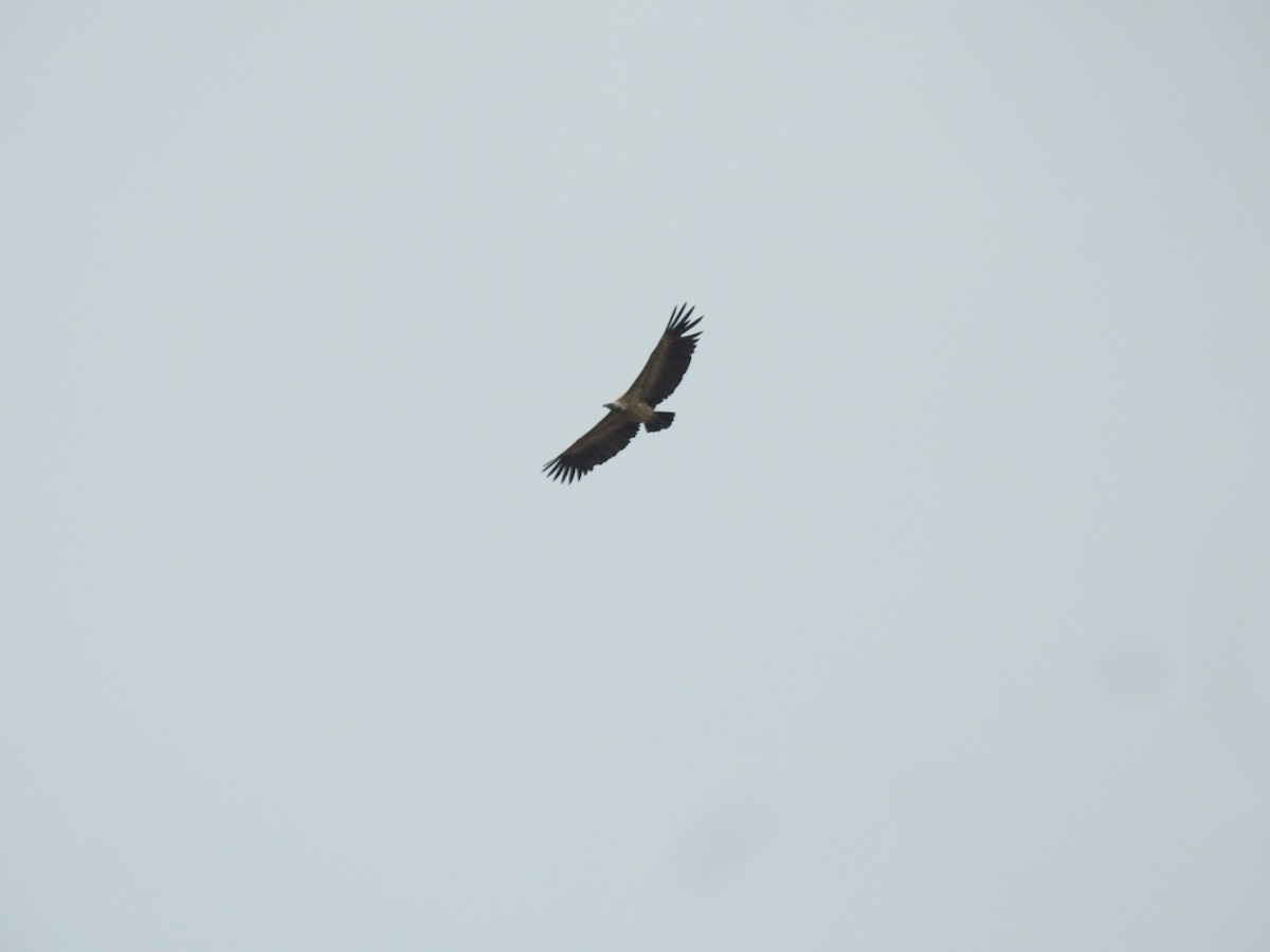 Indian Vulture - ML643868573
