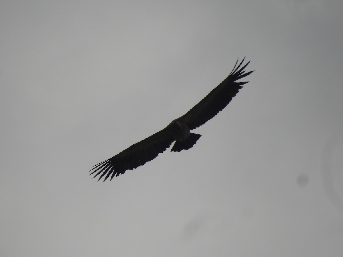 Indian Vulture - ML643868574