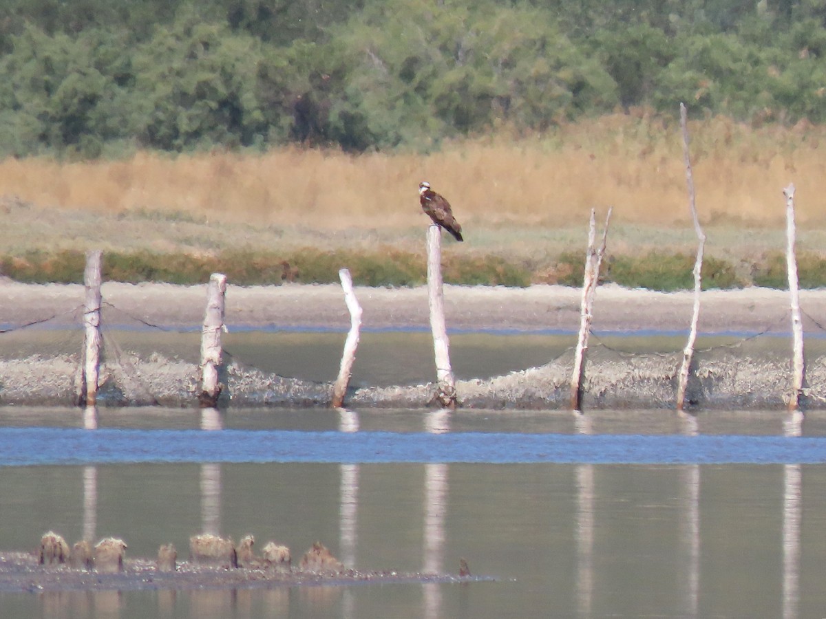 Osprey - ML643868576