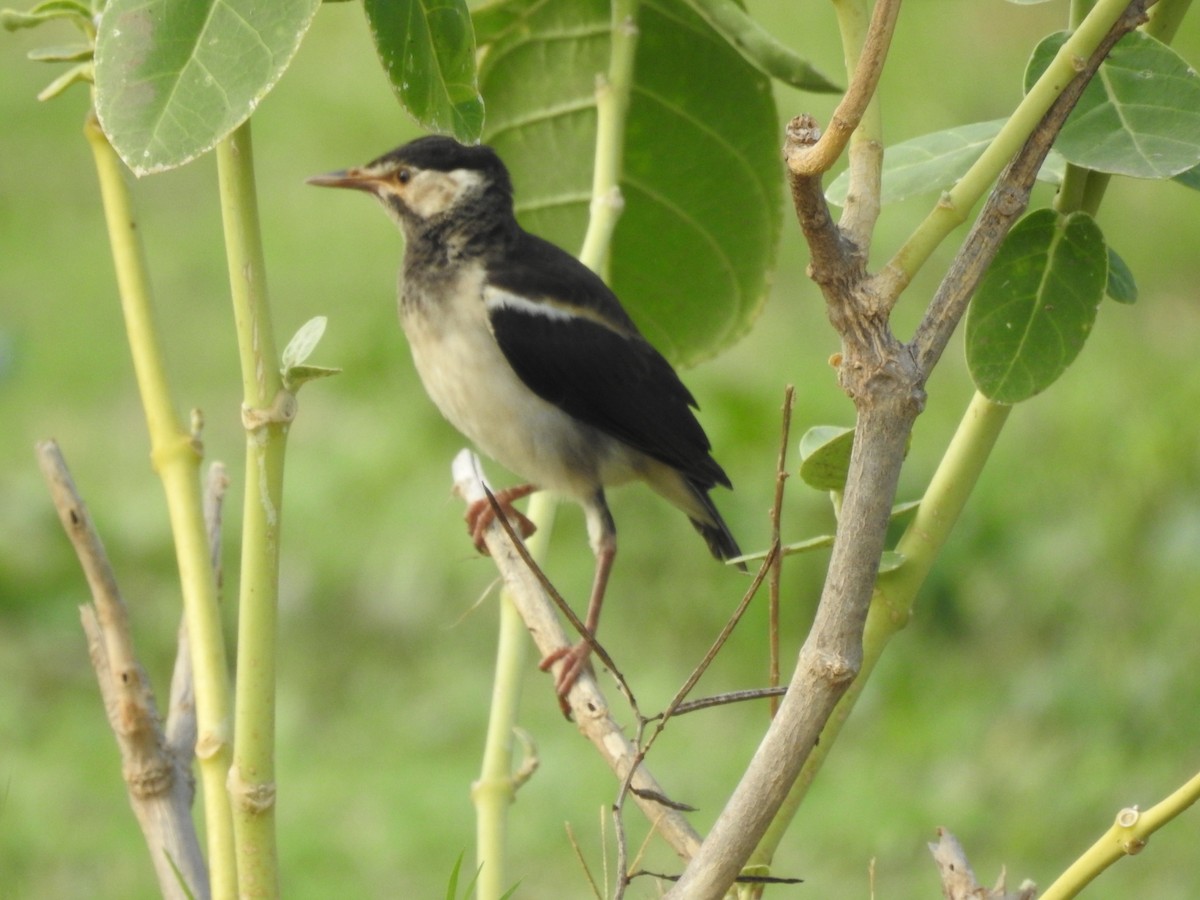 印度鵲椋鳥 - ML643868581
