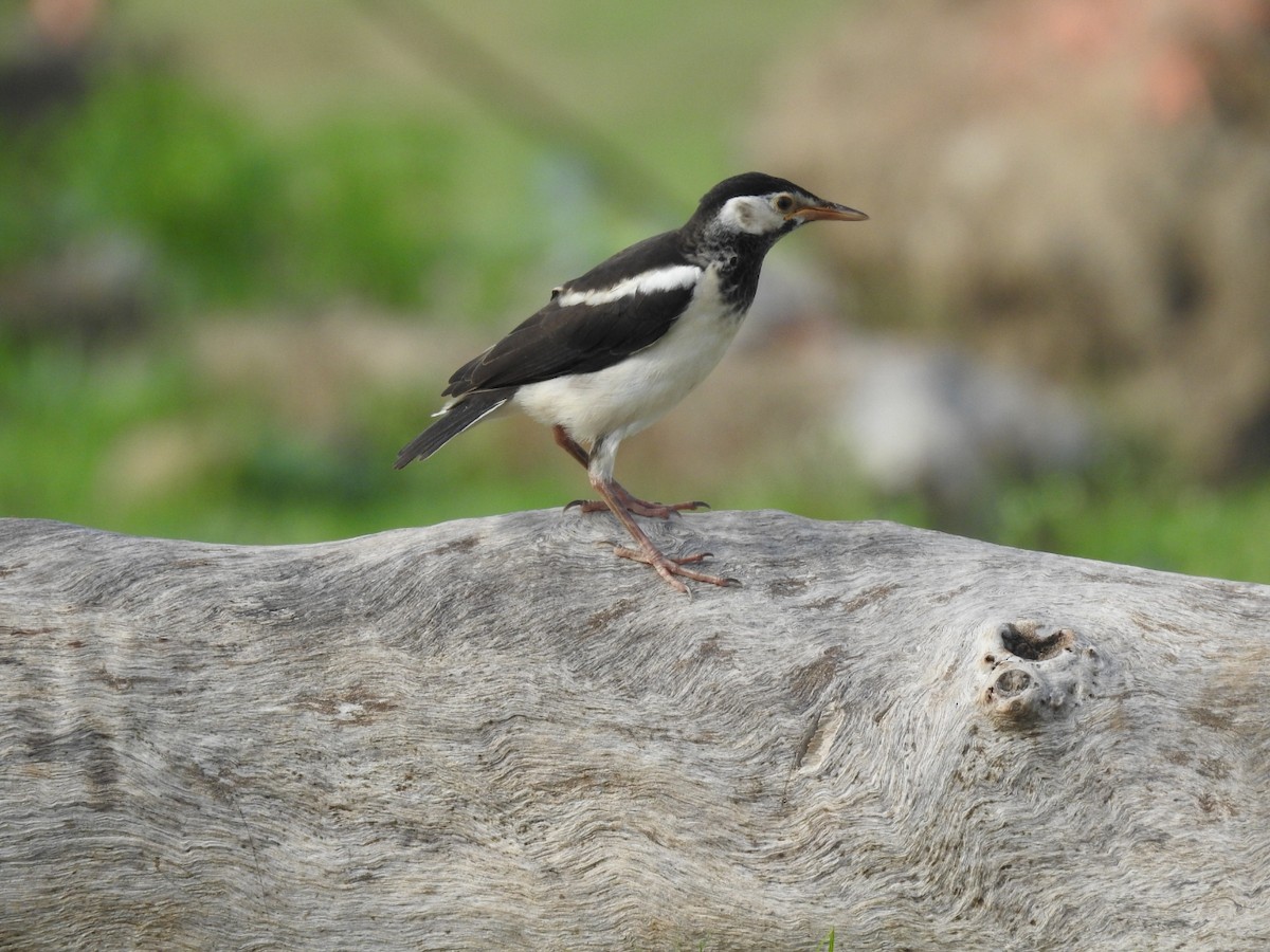 印度鵲椋鳥 - ML643868582