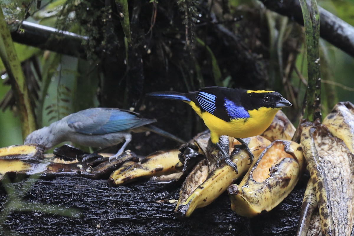 Blue-winged Mountain Tanager - ML643868589