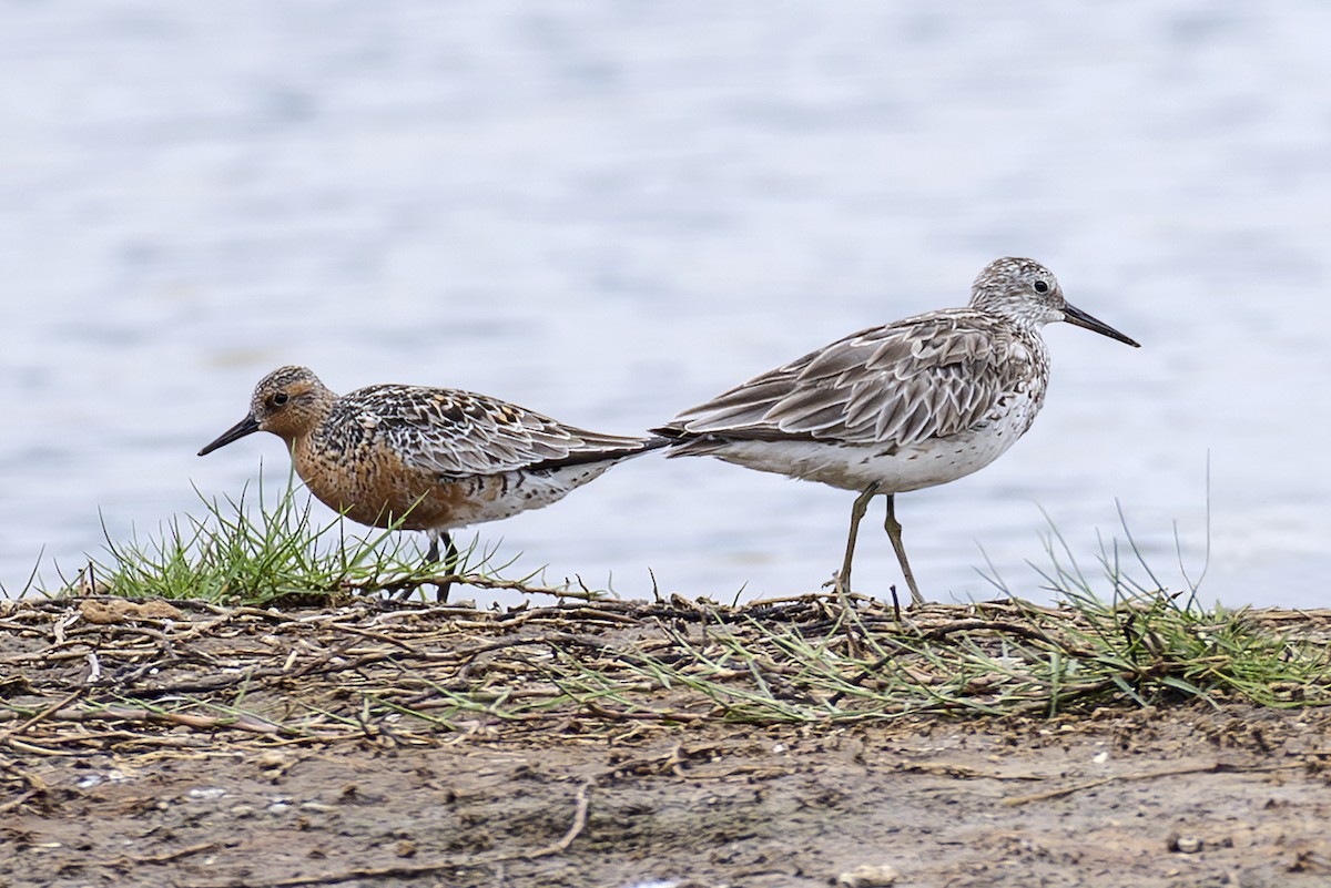 Большой песочник - ML643868601