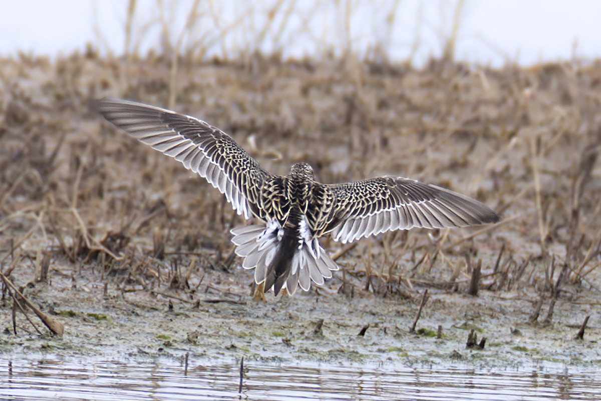 Дутыш - ML643868605