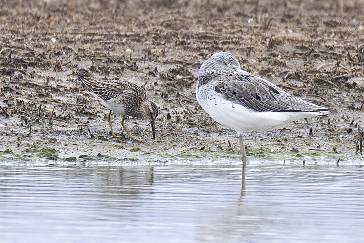 Дутыш - ML643868606