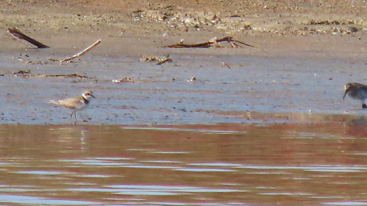 Common Ringed Plover - ML643868613