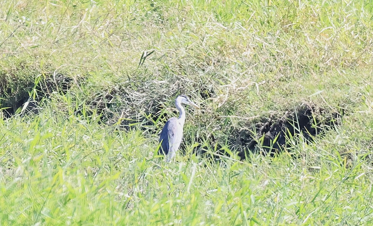 Garza Real - ML643868620
