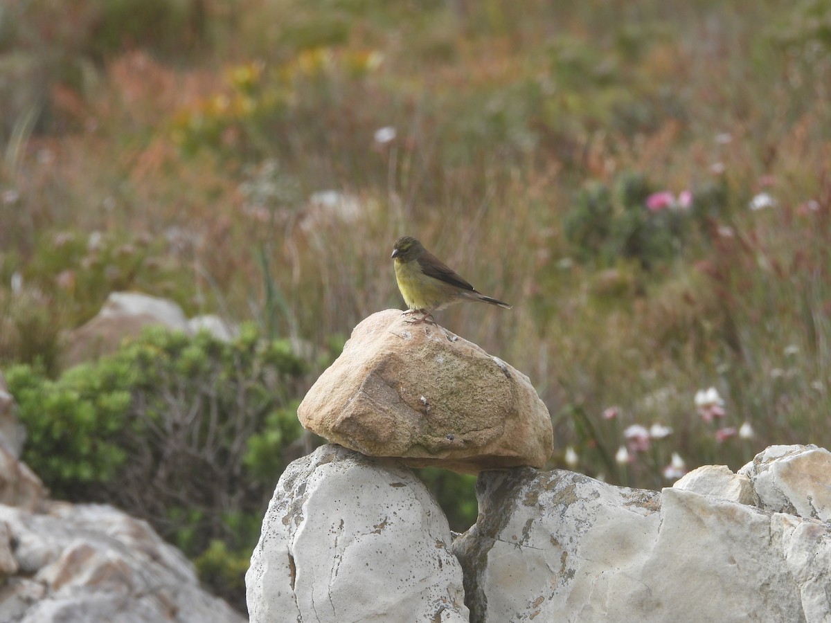 Cape Siskin - ML643868642