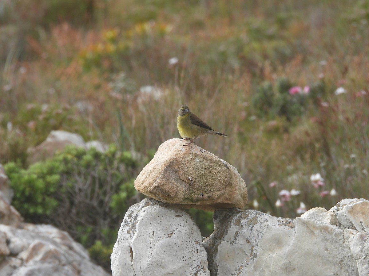Cape Siskin - ML643868643