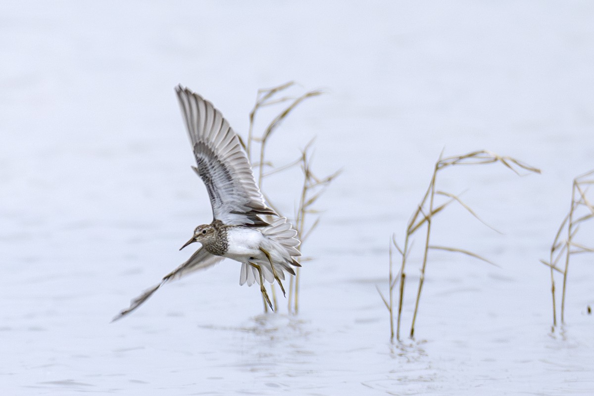 Дутыш - ML643868647